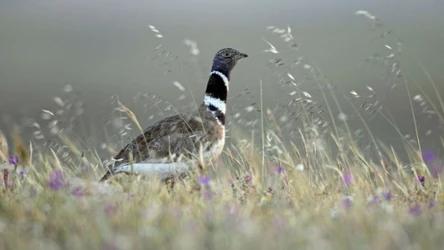 Strepet powrócił do Kirgistanu, choć był uznany za wymarły
