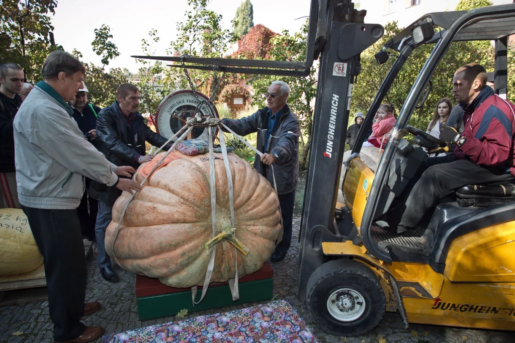 Największa dynia z 2010 roku rozpoczęła konkurencję. "Majka" ważyła 514 kg Największa dynia z 2010 roku rozpoczęła konkurencję. "Majka" ważyła 514 kg