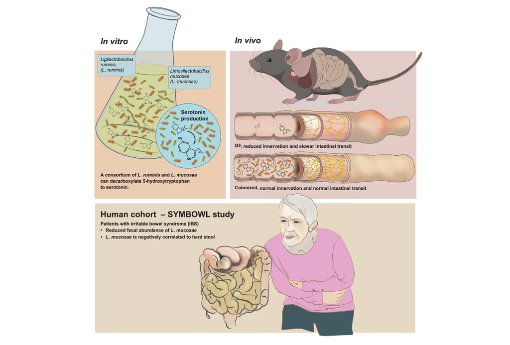 Schematyczne przedstawienie badań nad funkcjonowaniem mikroflory jelitowej in vitro i in vivo na przykładzie myszy laboratoryjnej, przekroje jelita z opisaniem zmian, a także ilustracja osoby starszej trzymającej się za brzuch, sugerująca ból brzucha i...