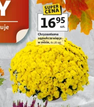 Хризантема