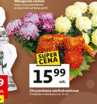 Chryzantema