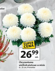 Хризантема