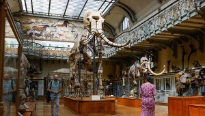 Zatrzymano Chinkę oskarżoną o kradzież złota z paryskiego Muzeum Historii Naturalnej 