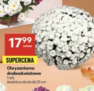 Chryzantema