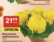 Chryzantema