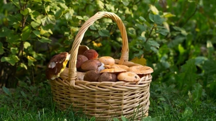 Jak najlepiej wykorzystać grzyby? Iza Kulińska zdradza mało znany patent i przypomina, że leśne skarby sprzyjają zdrowiu jelit