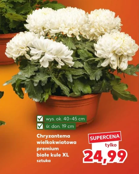 Chryzantema Białe