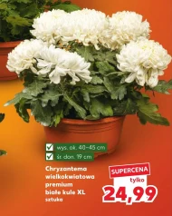 Chryzantema Białe