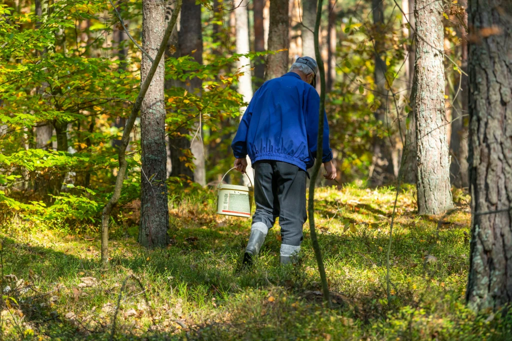 Mandat w lesie nie tylko za śmiecenie. Zapłacisz nawet 5 tys. zł kary