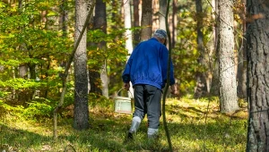 Mandat za zbieranie grzybów i szyszek. W lesie zapłacisz nie tylko za śmiecenie