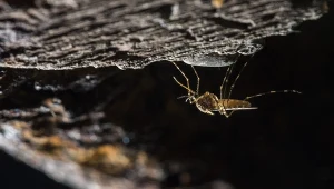 Komary pojawiły się w Islandii