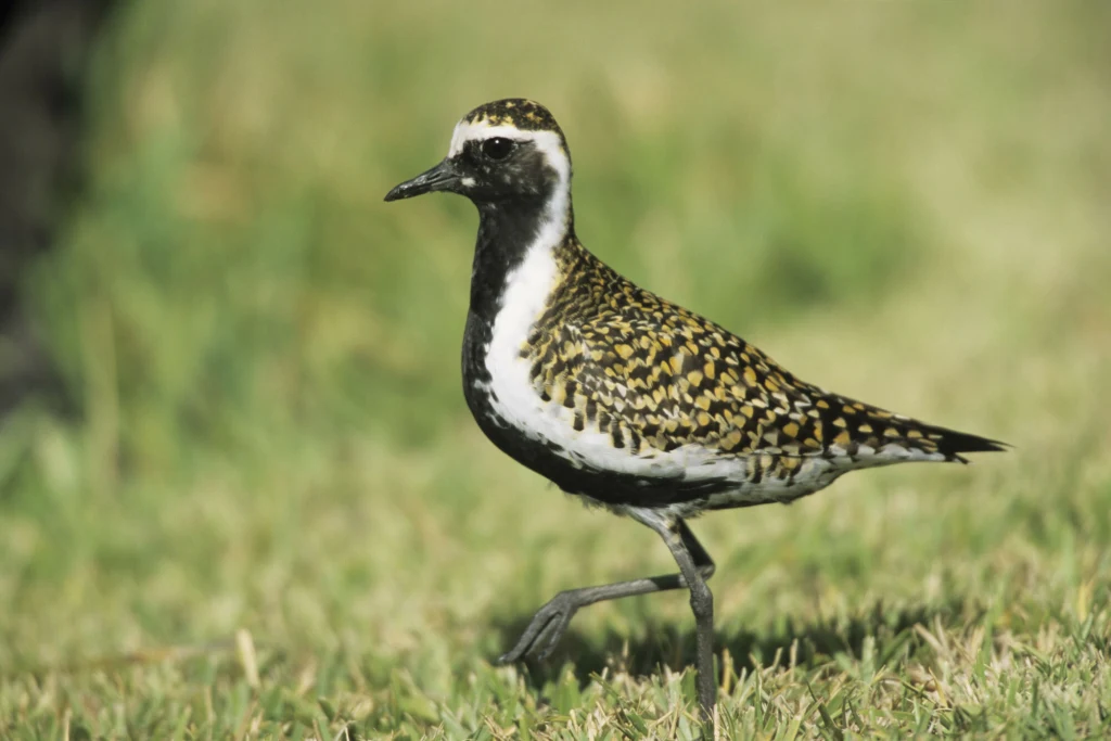 Siewka złotowa w szacie godowej wygląda niesamowicie Siewka złotowa w szacie godowej wygląda niesamowicie