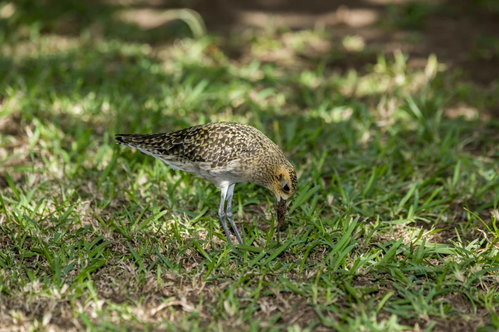 Siewka złotawa sfotografowana na swym zimowisku na Maui, Hawaje Ptak brodzący na zielonej trawie, skupiony na szukaniu pożywienia, z wyraźnie widocznym upierzeniem o brązowo-żółtych odcieniach.