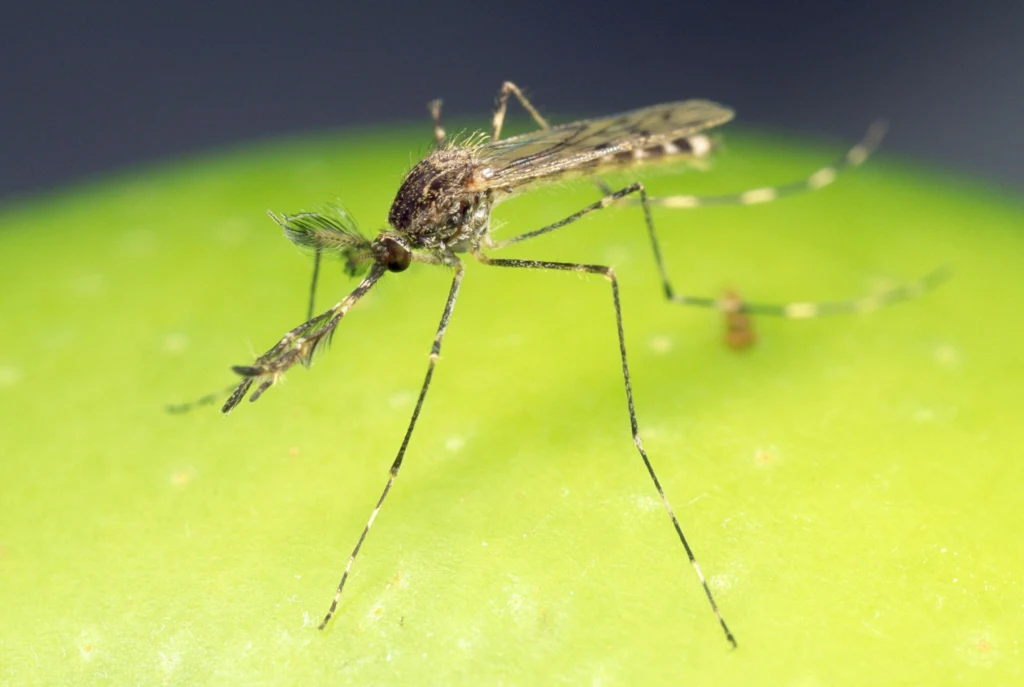 Komary z gatunku Culiseta annulata są odporne na zimno Komary z gatunku Culiseta annulata są odporne na zimno