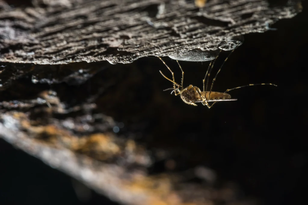 Komar Culiseta annulata zimuje w jaskiniach. Tu sfotografowany we Francji Komar siedzący na ciemnej powierzchni drewna, widoczny w makrofotografii z wyraźnie zaznaczonymi czułkami i długimi odnóżami.
