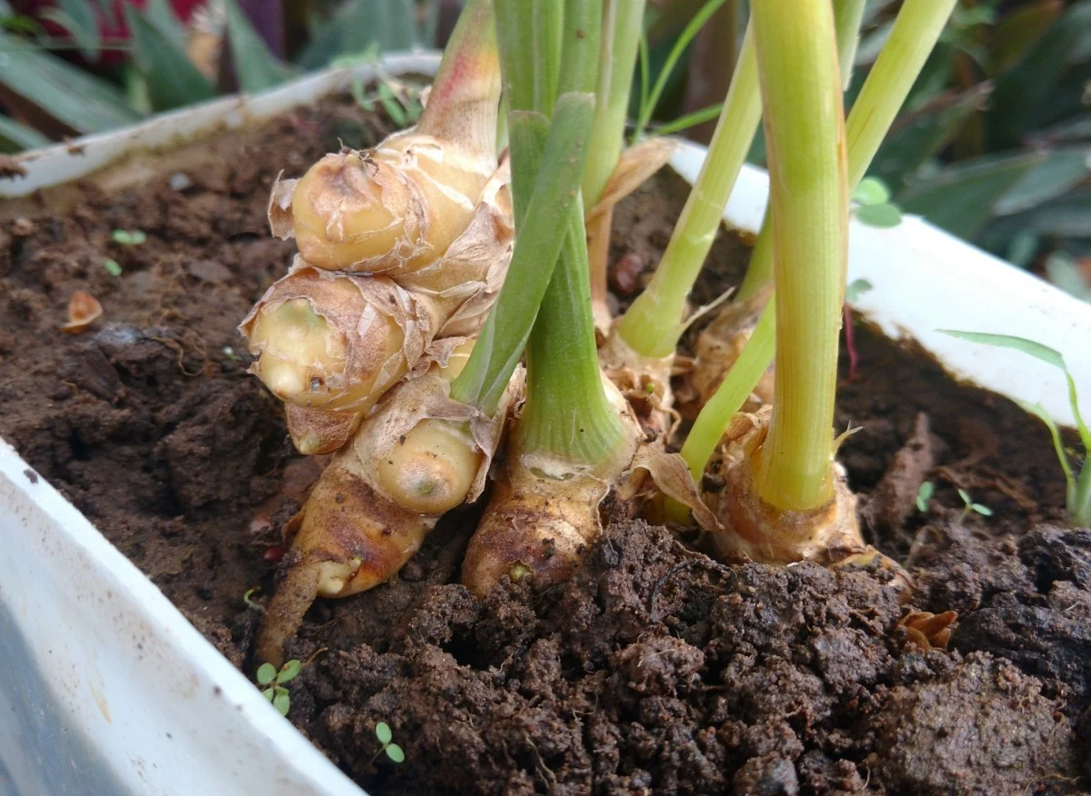 Jaką roślinę warto mieć na swoim parapecie? Jaką roślinę warto mieć na swoim parapecie?