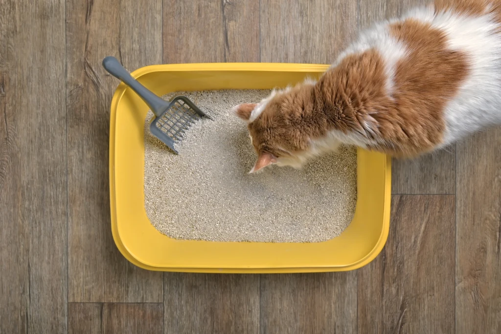 Kot wyjada żwirek z kuwety? Sprawdź, co to może oznaczać Rudy kot z białymi plamami korzysta z żółtej kuwety, a obok znajduje się szufelka do sprzątania żwirku ustawiona na drewnianej podłodze.