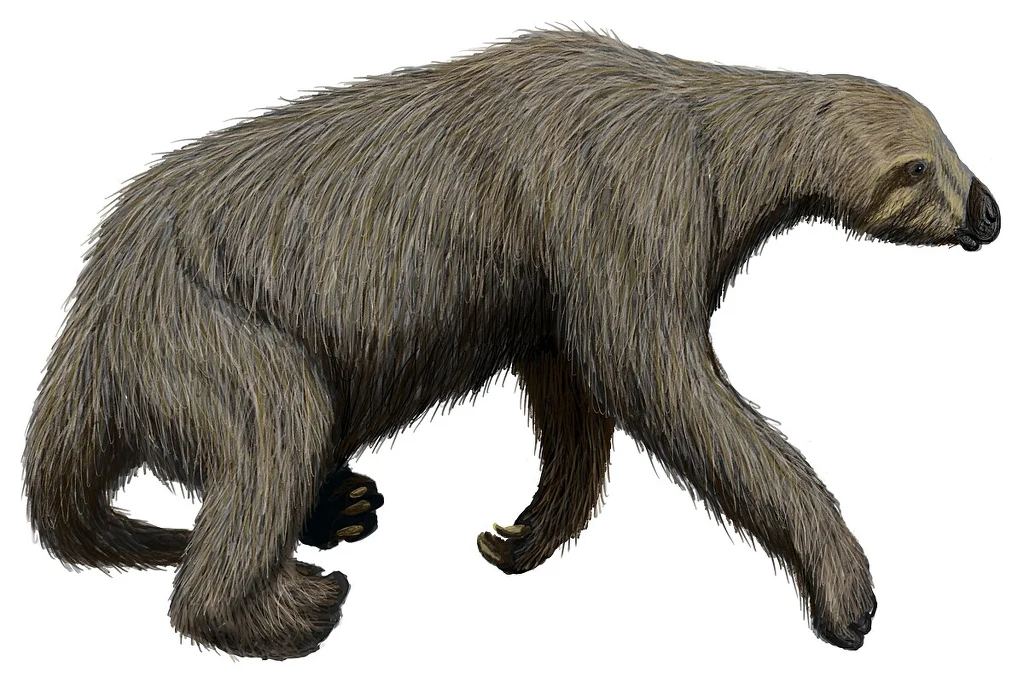 Nothrotheriops był jednym z mniejszych ogromnych leniwców naziemnych Duży, futrzasty ssak o długich kończynach i masywnej sylwetce, przypominający prehistorycznego leniwca, poruszający się na wszystkich czterech łapach; tło białe, brak dodatkowych elementów.