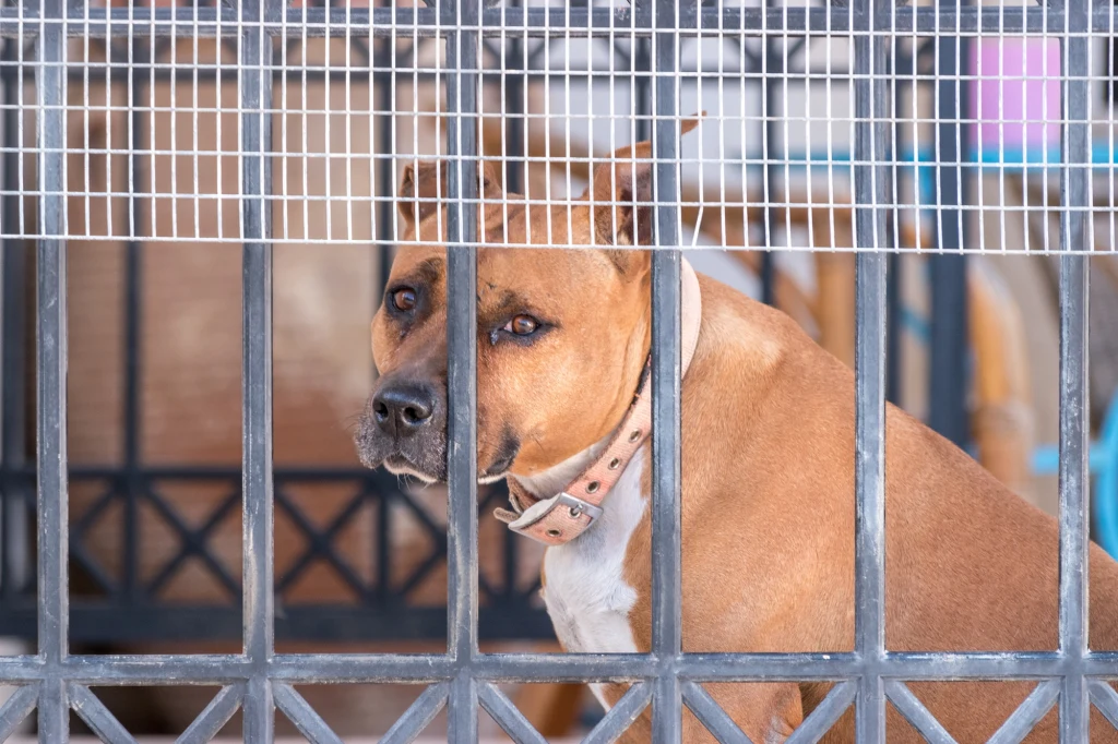 Przepisy o agresywnych rasach psów w Polsce są martwe. Mało kto ich przestrzega, a lista jest nieaktualna Brązowy pies z białą plamą na szyi i klatce piersiowej siedzi za metalową kratą, wpatrując się smutnym wzrokiem.