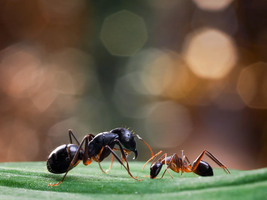 Mrówki trzymają dystans, gdy jest zagrożenie epidemią Dwie mrówki stojące naprzeciw siebie na zielonym liściu, wyraźne kontrasty między błyszczącą czarno-brązową powierzchnią mrówek a miękkim, rozmytym tłem w odcieniach brązu.