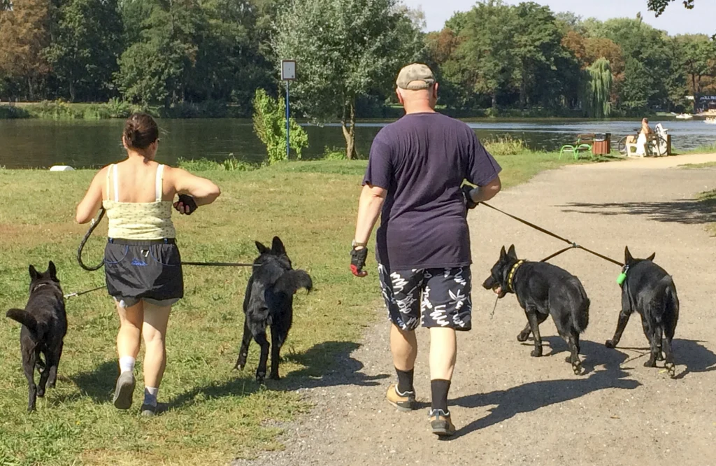 Kluczem do sukcesu jest socjalizacja psa oraz troska o spełnianie jego podstawowych potrzeb. 1,5 godziny spaceru dziennie to minimum Para osób prowadzi na smyczach cztery czarne psy wzdłuż ścieżki w parku nad jeziorem, w tle drzewa i osoby siedzące na ławkach.