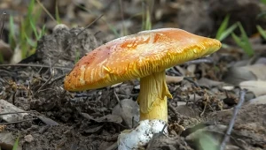 Przysmak godny cesarskiego stołu. Ten muchomor jest jadalny