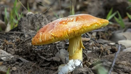 Muchomor cesarski jest jadalnym grzybem i marzeniem polskich grzybiarzy