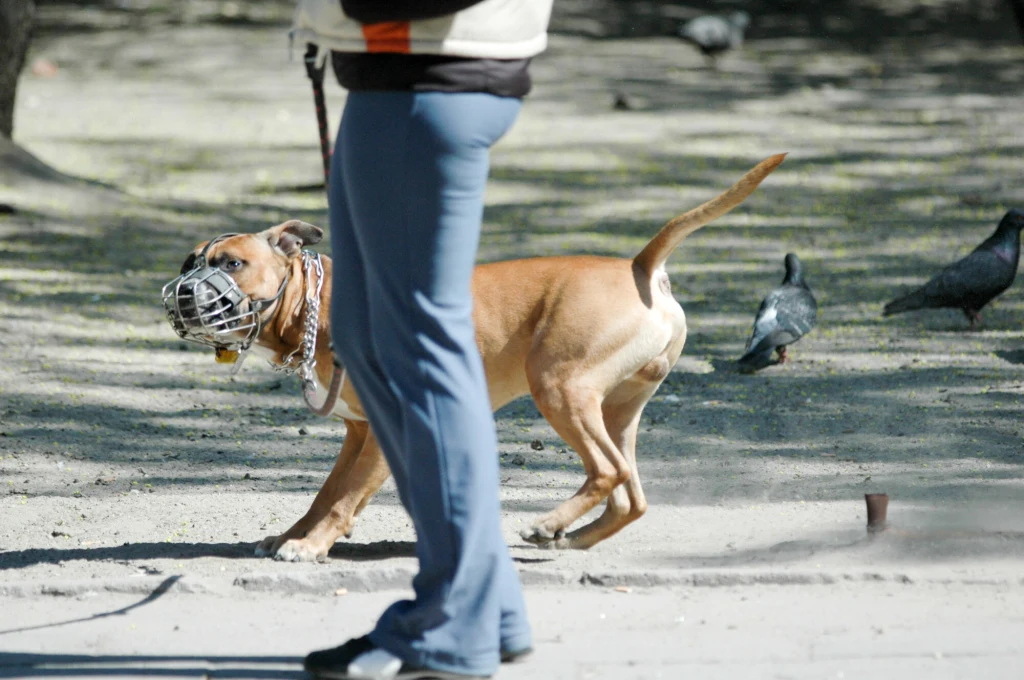 Agresywny pies w miejscu publicznym zawsze powinien być na smyczy i w kagańcu Pies w kagańcu ciągnie na smyczy, obok nóg osoby prowadzącej, na tle chodnika i kilku gołębi.