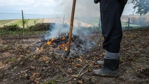 Czy można palić liście na swojej posesji? Jakie przepisy regulują tę kwestię?