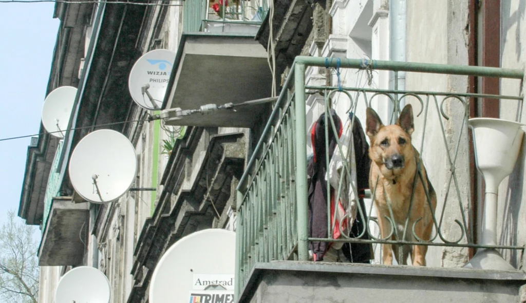 Miasto nie jest dobrym miejscem do życia dla psów. Nadmiar bodźców i hałasu może sprzyjać frustracji i agresji Pies rasy owczarek niemiecki stoi na balkonie starej kamienicy, wokół przymocowane liczne anteny satelitarne, barierka z metalowych prętów, obok susząca się odzież i biały kwietnik.