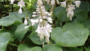 Ta roślina zmienia kolor pod wpływem światła. Jej liście wyglądają jak serduszka