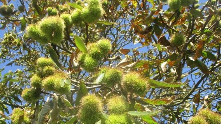 Owoce kasztana jadalnego są pyszne i proste w obróbce. Warto ich spróbować 