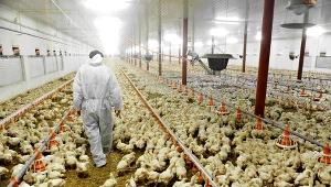 Groźny wirus powraca. Przypadki zachorowań przy granicy z Polską