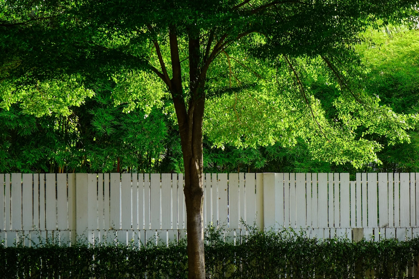 Co można zrobić z drzewami, które zacieniają posesję? 