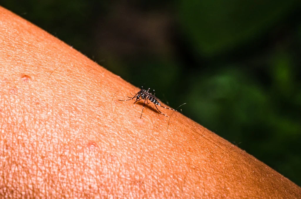 Portugalskie służby sanitarne ostrzegają mieszkańców dystryktu Braga. W okolicy pojawił się komar z gatunku Aedes albopictus Komar siedzący na ludzkiej skórze, ssący krew; widoczne detale owada oraz faktura skóry, tło rozmyte i zielone.