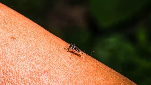 Portugalskie służby sanitarne ostrzegają mieszkańców dystryktu Braga. W okolicy pojawił się komar z gatunku Aedes albopictus
