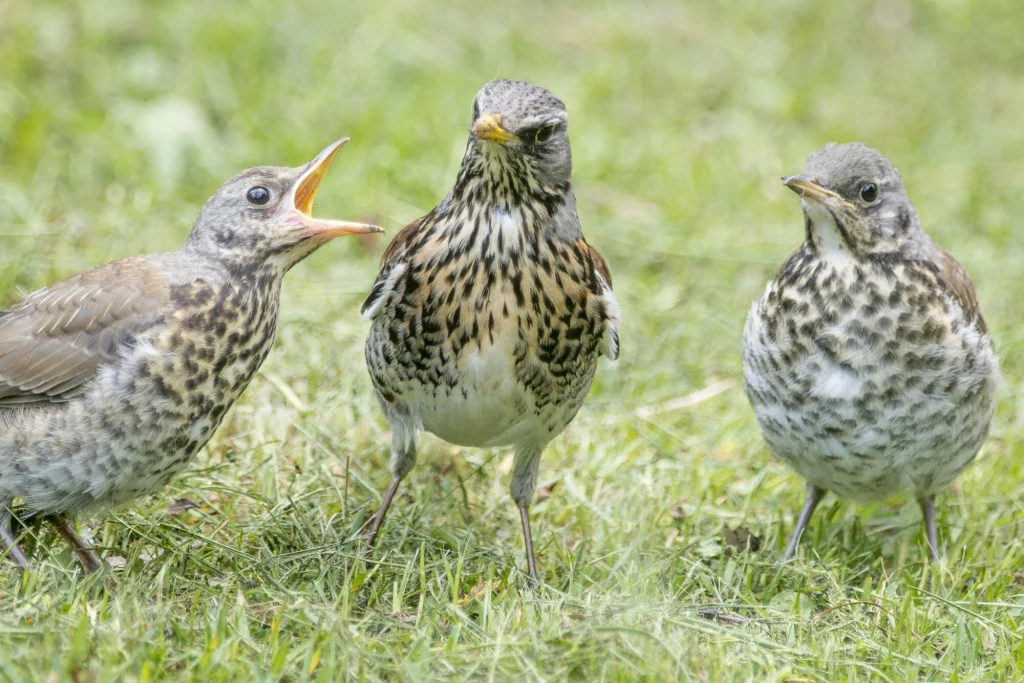 Kwiczoły zbijają się jesienią w duże stada Kwiczoły zbijają się jesienią w duże stada
