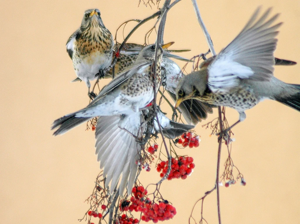 Kwiczoły lubią żerować na zmarzniętych owocach Trzy ptaki siedzą na cienkich gałęziach z czerwonymi jagodami, jeden z nich rozpościera skrzydła, drugi zwisa w dół, a trzeci patrzy prosto przed siebie. Ptakom towarzyszy jasne, jednolite tło.