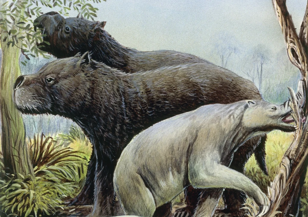 Wielkie ssaki Australii miały wyginąć przez człowieka Trzy prehistoryczne ssaki diprotodonty poruszają się wśród gęstej roślinności. Zwierzęta mają masywne ciała, ciemne futro i wydłużone pyski. Jeden z osobników sięga po liście z drzewa.