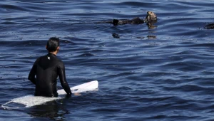 Wydry terroryzują amerykańskich surferów. Biją się z nimi o deski