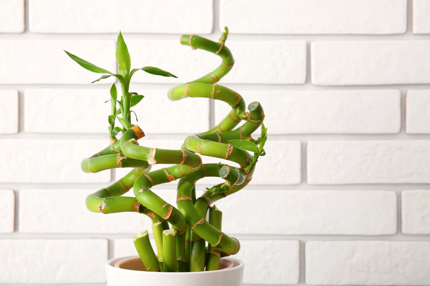 Jakie rośliny mogą przeciągać szczęście i dobrobyt? 