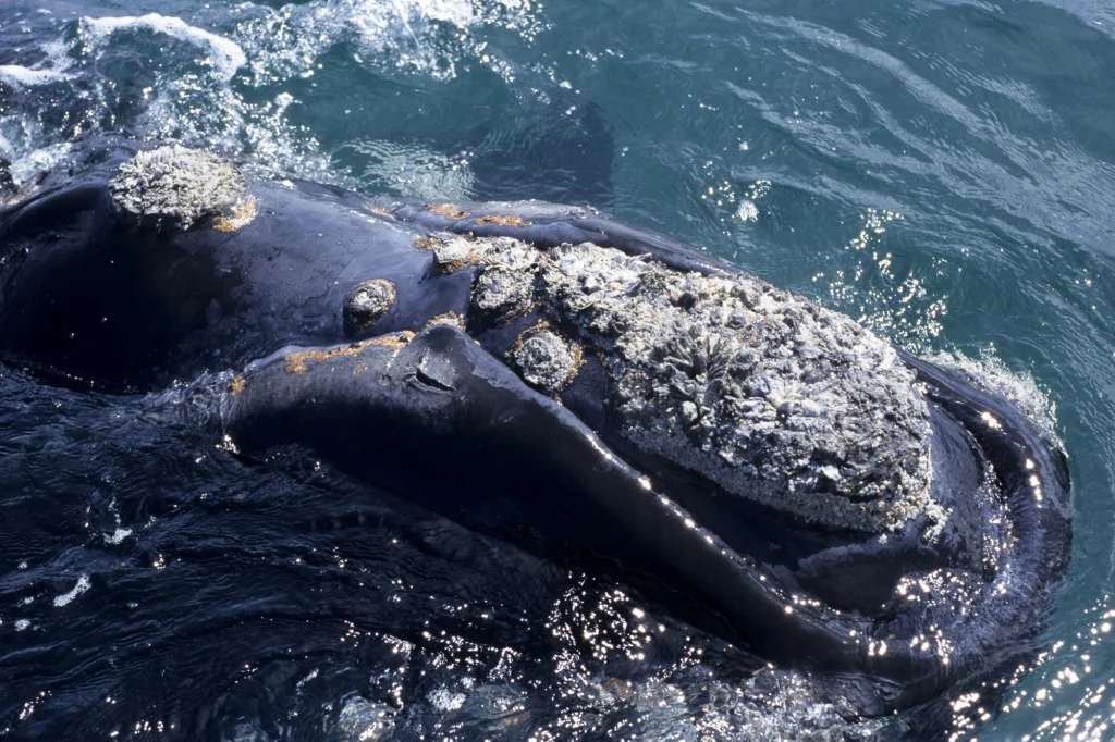 Waleń biskajski to jeden z najrzadszych waleni świata Waleń biskajski to jeden z najrzadszych waleni świata