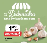 Czosnek MA