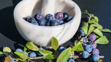 Owoce śliwy tarniny najlepszy smak mają po przemrożeniu 