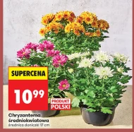 Chryzantema Polski