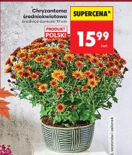 Chryzantema Polski