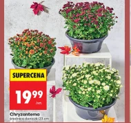 Chryzantema