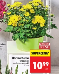 Chryzantema Polski