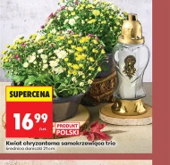 Chryzantema Polski