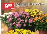 Chryzantema